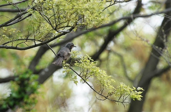 ܂̖쒹,쒹,qh,Brown-eared Bulbul