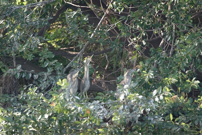 <%TTSC,Striated Heron%>