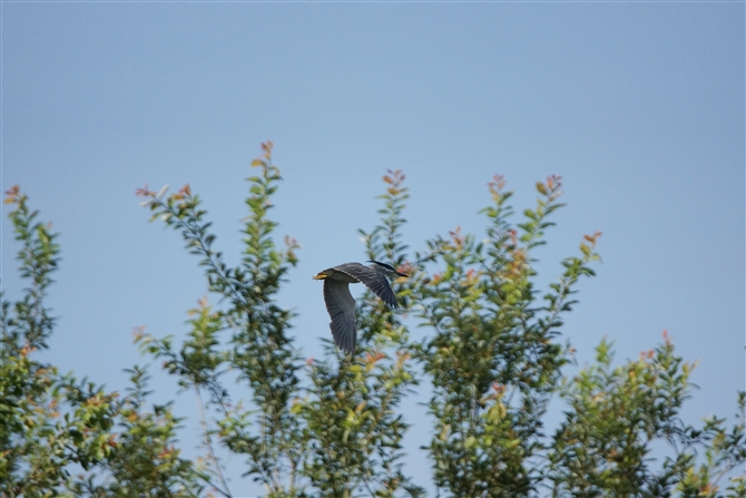 <%TTSC,Striated Heron%>