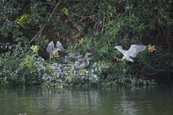 <%TTSC,Striated Heron%>