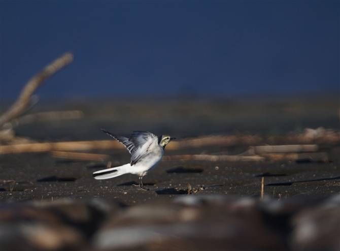 <%nNZLC,White Wagtail%>