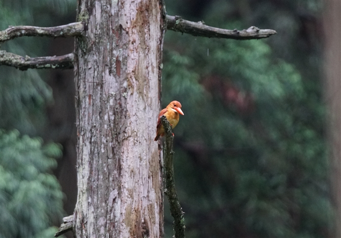 <%AJVEr,Ruddy Kingfisher%>