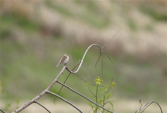 ܂̖쒹,쒹,IIW,Common Reed Bunting