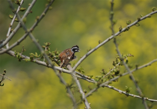 ܂̖쒹,쒹,zEW,Meadow Bunting