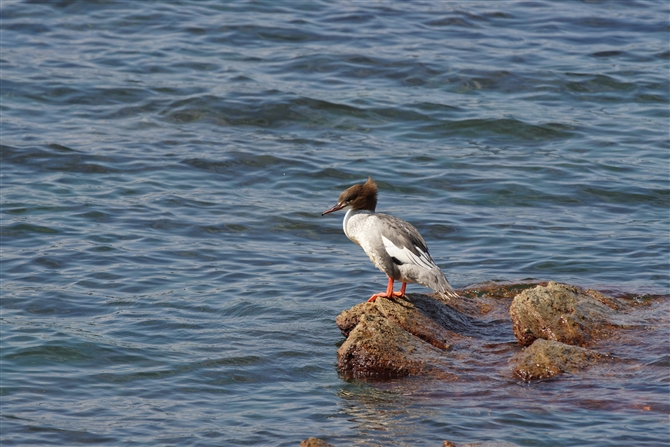 <%JACT,Common Merganser%>