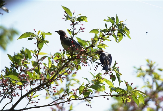 ܂̖쒹,쒹,RNh,Chestnut-cheeked Starling