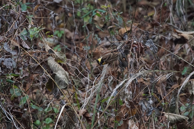 <%~}zEW,Yellow-throated Bunting%>