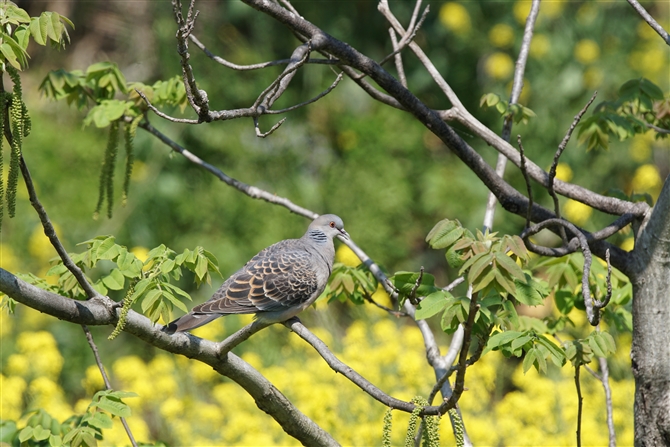 ܂̖쒹,쒹,LWog,Oriental Turtle Dove