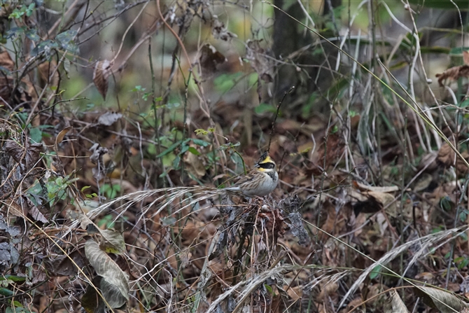 <%~}zEW,Yellow-throated Bunting%>