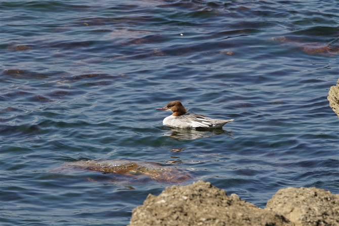 <%JACT,Common Merganser%>