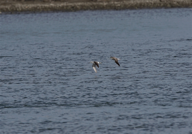 <%AIAVVM,Common Greenshank%>
