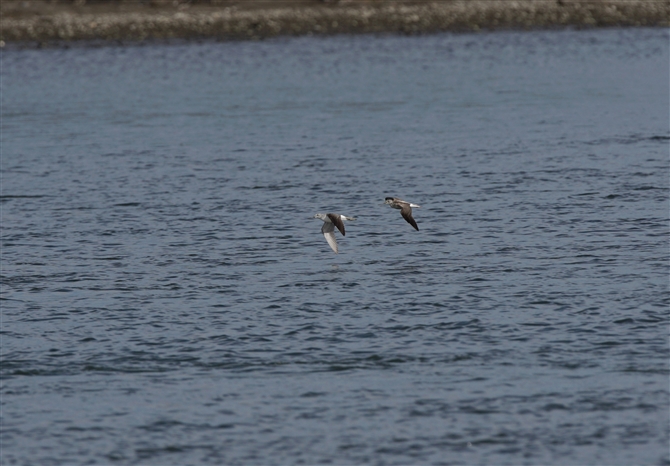 <%AIAVVM,Common Greenshank%>