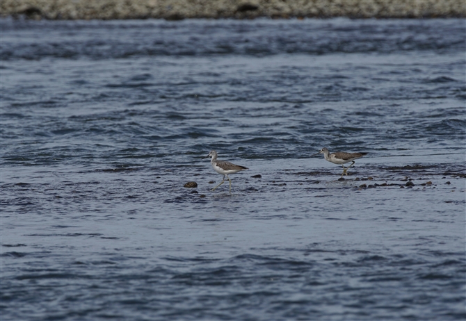 <%AIAVVM,Common Greenshank%>