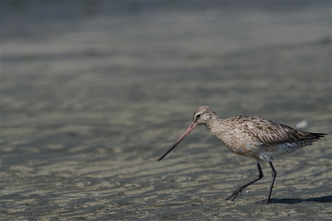 <%II\nVVM,Bar-tailed Godwit%>