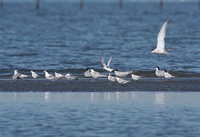 <%AWTV,Common Tern%>