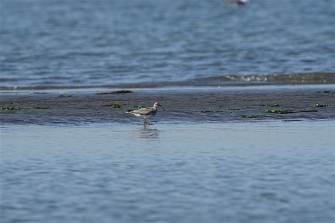 <%LAVVM,Grey-tailed Tattler%>