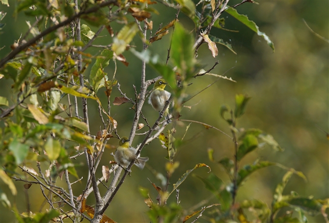 <%W,Japanese White-eye%>