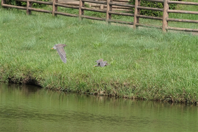 <%SCTM,Black-crowned Night Heron%>