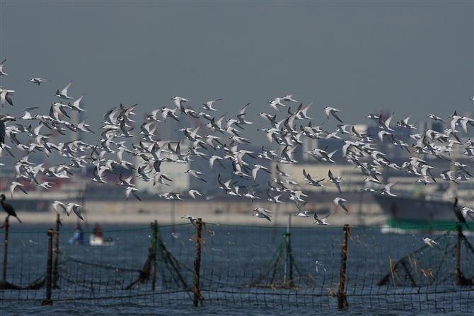 <%AWTV,Common Tern%>