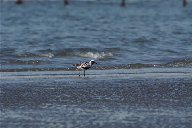 <%_C[,Grey Plover%>