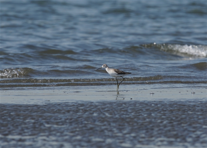 <%RAIAVVM,Marsh Sandpiper%>