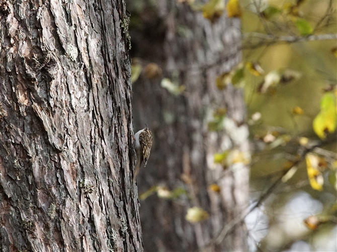 <%LoV,Eurasian Treecreeper%>