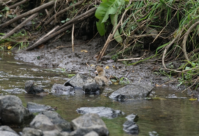 <%V,Hawfinch%>