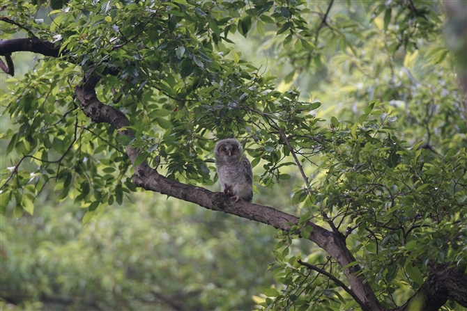 <%tNE,Ural Owl%>