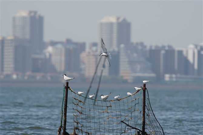 <%AWTV,Common Tern%>