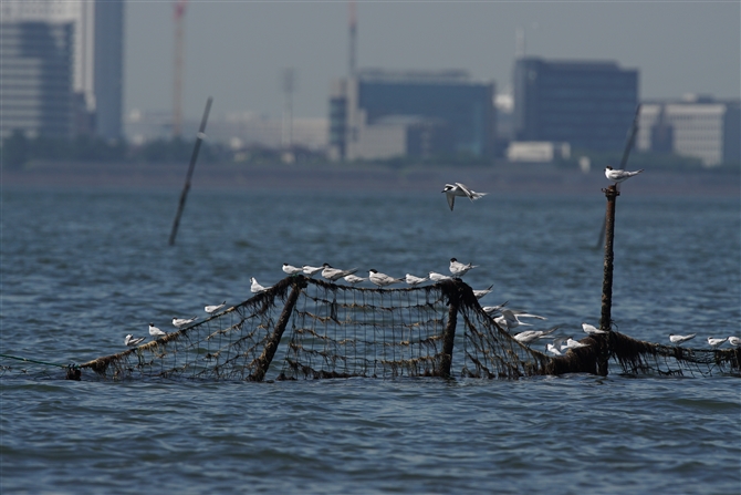 <%AWTV,Common Tern%>