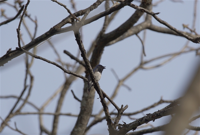 <%II,Blue-and-white Flycatcher%>