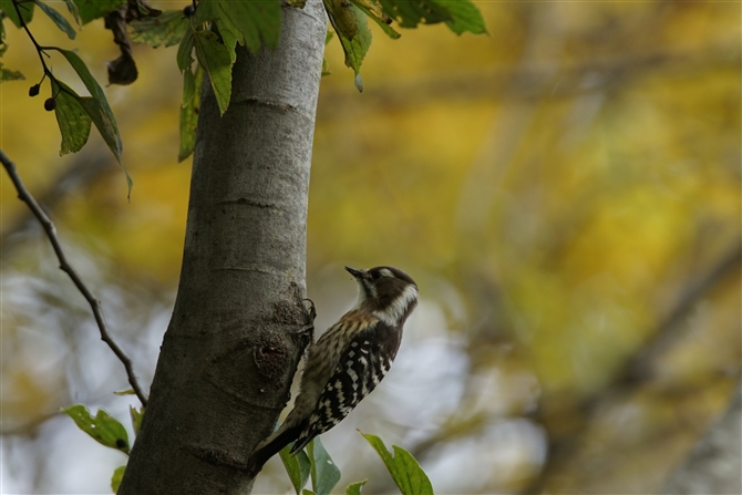 <%RQ,Japanese Pigmy Woodpecker%>