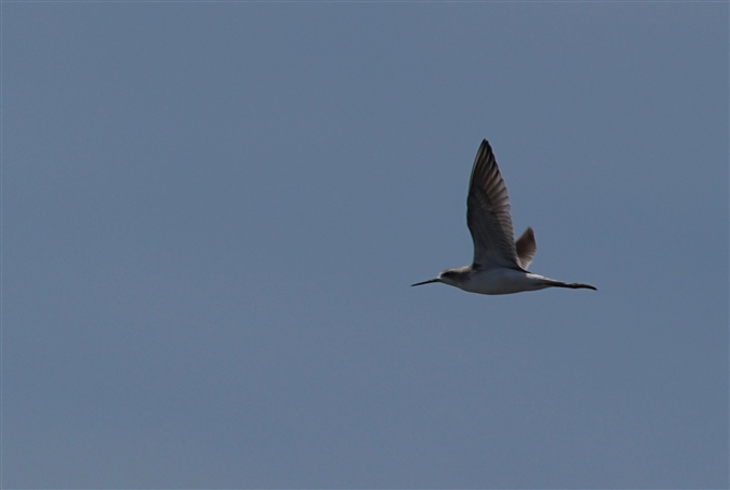 <%RAIAVVM,Marsh Sandpiper%>