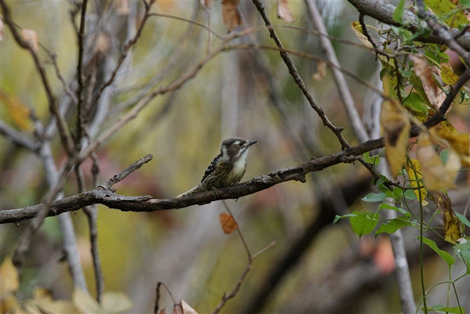 <%RQ,Japanese Pigmy Woodpecker%>