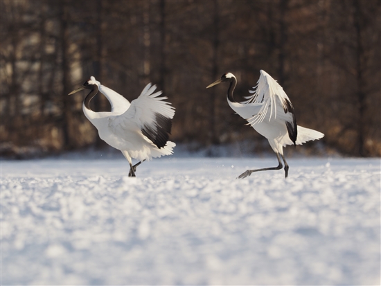 <%^`E,Red-crowned Crane %>