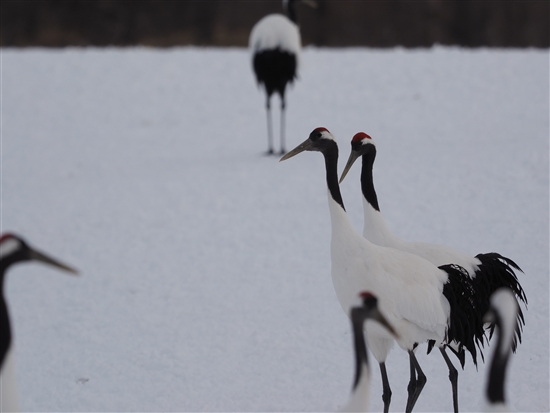 <%^`E,Red-crowned Crane %>