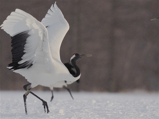 <%^`E,Red-crowned Crane %>