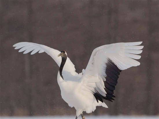 <%^`E,Red-crowned Crane %>