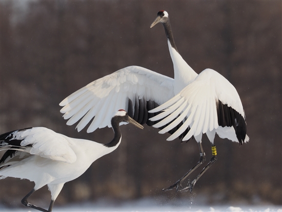 <%^`E,Red-crowned Crane %>