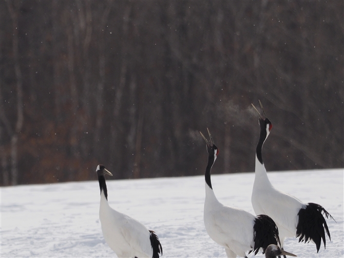 <%^`E,Red-crowned Crane %>