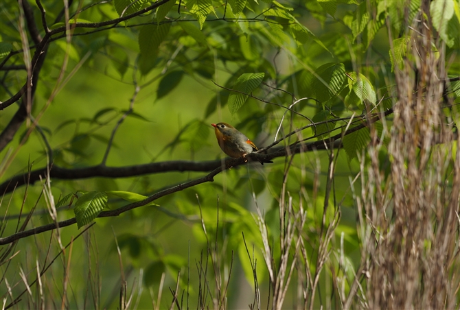 <%\EV`E,Red-billed Leiothrix %>