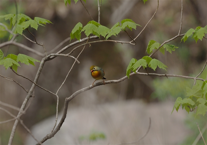 <%\EV`E,Red-billed Leiothrix %>