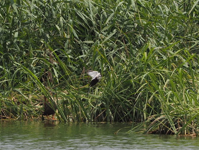 <%JN,Pheasant-tailed Jacana%>