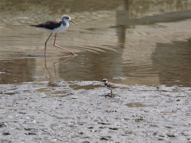 <%R`h,Little Ringed Plover%>