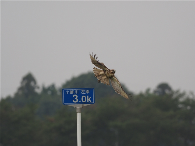 <%mX,Common Buzzard%>