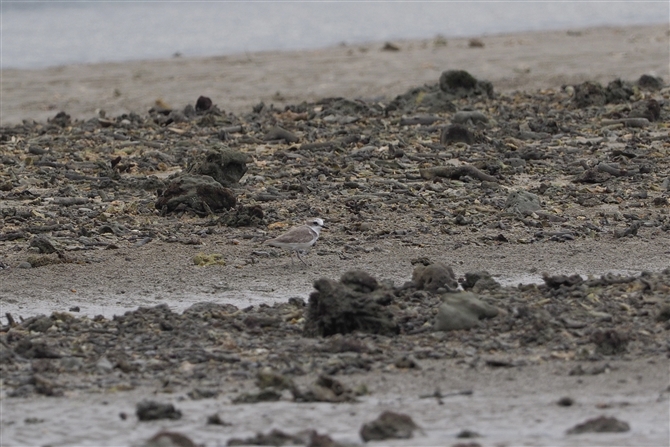 <%_C`h,Lesser Sand Plover%>