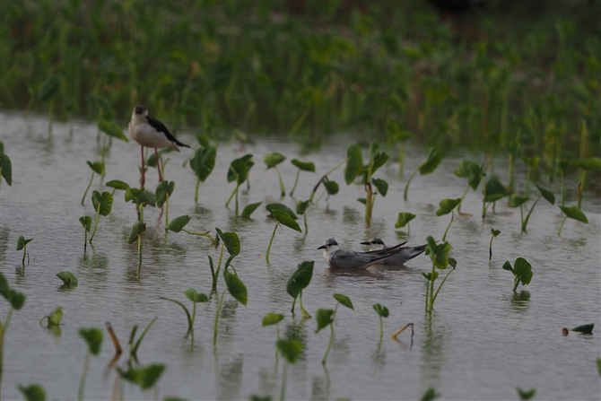 <%NnAWTV,Whiskered Tern%>