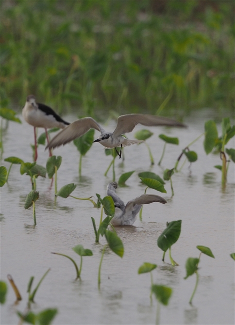 <%NnAWTV,Whiskered Tern%>