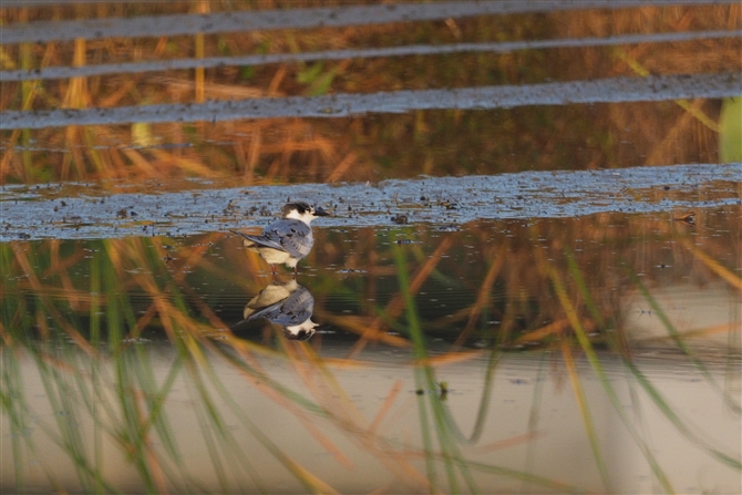 <%nWNnAWTV,White-winged Black Tern%>