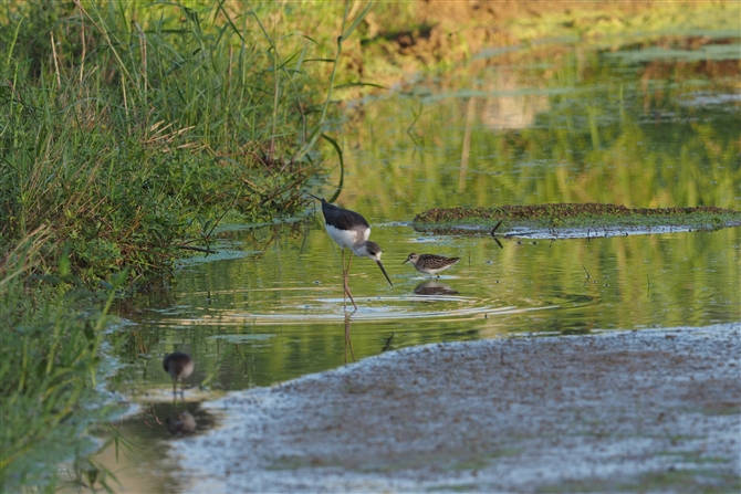 <%qoVM,Long-toed Stint%>